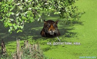 Тигры – дикий животный магнетизм в 25 потрясающих фотографиях