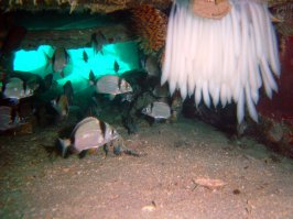 Яйцо гигантского кальмара 