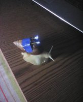 Занимательный факт - ширина синей изоленты 1.5 см, а длина светодиода - около 5мм.