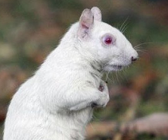 белка это **здец)))... потрясающе красивое животное!!)))) Да это монстр)))