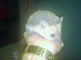 Ко мне тоже частенько поужинать приходят ))