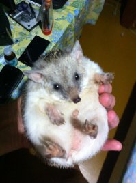 Ко мне тоже частенько поужинать приходят ))