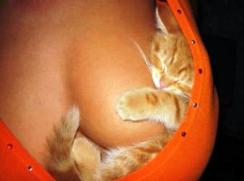 Девушки и их кошки