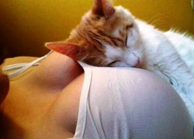 Девушки и их кошки