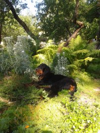 А мой пёс каким- то образом определяет уровень напряжения в проводах - перегрыз сетевые и телефонные провода, отгрыз дома принтер от компьютера, но ни разу не ошибся, не хватанул подключенные 220 Вольт.
На фото - комната после его развлечений. И сам "виновник торжества".