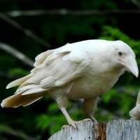 Вот, собственно, самая известная