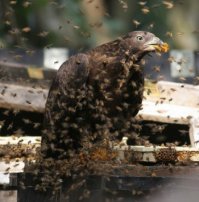 "Гамлетовская дилемма" - никакой дилеммы. Этот соколок называется "осоед", и осы для него - как семечки. Он может осиное гнездо распотрошить и не поморщится: