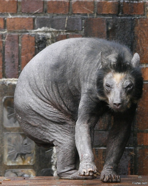 Как выглядит бритый медведь