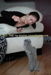Девушки и их кошки