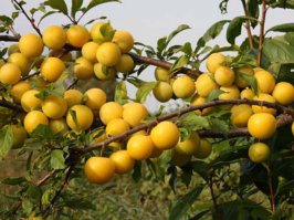 смотри, "знаток": первые 2 фото - лист идентичный, плодовитость на ветке - идентична, "глянцевость" - идентична размер - идентичен, 3е фото твое сраное северное сияние: лист другой, размер другой, плодовитость на ветке - другая, плод - "матовый"..... и вот еще если на счет сорта можешь ошибаться, то лучше либо не называть, либо вобще реплик не вставлять, и за 20 лет я столько всякой съедобной и несъедобной билиберды навидался, что спутать, проблематично, если бы я не был уверен в том, что это слива, даже не заикнулся бы.