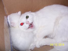 Кошка с шикарными глазами