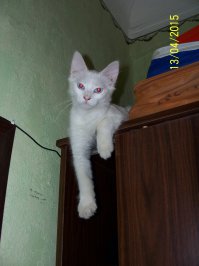 Кошка с шикарными глазами