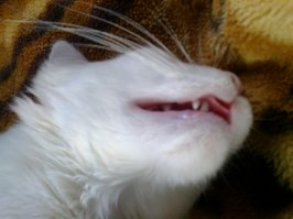 Кошка с шикарными глазами