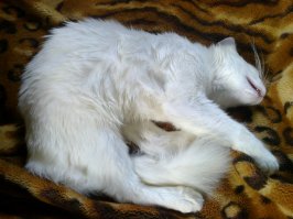 Кошка с шикарными глазами