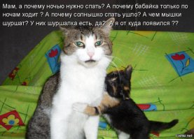 50 кошек и их маленькие копии
