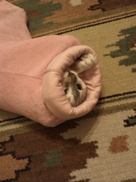 Застряла в рукаве халата )))