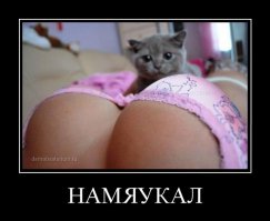 Девушки и их кошки