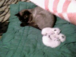 50 кошек и их маленькие копии