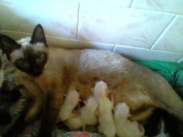 50 кошек и их маленькие копии