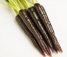 Морковь изначально была фиолетовой, а оранжевая мутант, выведенный в 17 веке.

Морковь: история происхождения
Большинство из нас привыкло считать, что в природе существует лишь морковь оранжевого оттенка. Однако, хочу развеять этот миф и рассказать вам истинную историю моркови. На самом деле от природы морковь изначально была фиолетовой. Фиолетовая морковь – это не результат работы генной инженерии и не бред сумасшедшего. Согласно результатам многочисленных археологических исследований фиолетовую морковь человечество начало выращивать за 2000 лет до нашей эры. По обнаруженным наскальным рисункам и раскопкам археологами были сделаны выводы о том, что первоначально морковь обладала исключительно фиолетовым цветом.

Это же факт подтверждает и история. По мнению историков, фиолетовая морковь начала свое распространение по миру из Средней Азии, там, где сейчас территориально располагается Афганистан, около пяти тысяч лет назад в сторону Средиземноморья. Рисунки, найденные в пирамидах и храмах Египта, свидетельствуют о том, что древние египтяне применяли морковь. Оставила свой след фиолетовая морковь и в Древнем Риме – до наших дней сохранилась книга рецептов, написанная неким римлянином Гавиусом Маркусом, в которой приводятся некоторые рецепты приготовления этого, бесспорно полезного, овоща. Семена фиолетовой моркови также были обнаружены и в древних жилищах в Англии и Швейцарии. До 16 столетия нашей эры морковь относилась к разряду деликатесов. Однако европейцы, а точнее, голландцы уже в 17 веке занялись выращиванием и опытами по селекции фиолетовой моркови – так мир узнал о новой разновидности моркови – оранжевой, и стал постепенно забывать о фиолетовой. Стоит отметить, что в немецкой и французской кухне до сих пор существуют морковные соусы, считающиеся деликатесными.