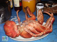 Удивительные животные с неземной внешностью