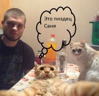  23 кота, которые были наказаны за свое любопытство