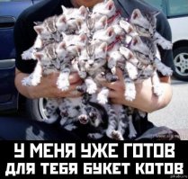 50 кошек и их маленькие копии