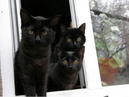 а вот мои копии)) самая дальняя - мамка, и две желтоглазые дочки))