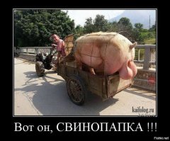 Веселые старты: в Канаде устроили гонки за свиньями в грязи