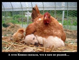 Курочка-ряба