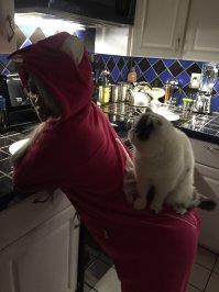 Девушки и их кошки