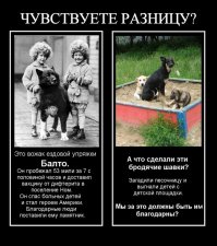 Проект о бездомных животных, который затронет каждого до глубины души