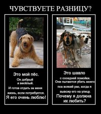 Проект о бездомных животных, который затронет каждого до глубины души