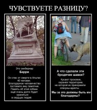 Проект о бездомных животных, который затронет каждого до глубины души