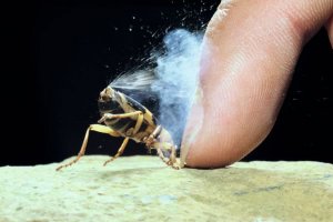 Жуки бомбардиры Они способны прицельно выстреливать из желёз в задней части брюшка саморазогревающейся смесью химических веществ. Температура смеси в момент выстрела достигает 100 °C, а её выброс сопровождается громким звуком.

Эти жуки обладают двумя симметрично-расположенными железами внутренней секреции, каждая из которых через длинный канал выделяет в собственный резервуар смесь гидрохинонов и пероксида водорода. С резервуарами связаны реакционные камеры меньшего размера, обладающие плотными толстыми стенками. Во время выстрела стенки первого резервуара сжимаются и смесь реагентов поступает в реакционную камеру. Там под действием ферментов на пероксид водорода образуется атомарный кислород. Он окисляет гидрохиноны. Обе реакции экзотермические и вызывают разогрев смеси до 100 °C. Появление в реакционной камере кислорода увеличивает объём вещества и оно выбрасывается наружу через отверстия на кончике брюшка. Этот кончик подвижен и позволяет направлять струю жидкости точно на врага. Известно, что выстрел длится 8—17 мс, причём он состоит из 4—9 непосредственно следующих друг за другом выбросов горячей жидкости со скоростью около 10 м/с.
