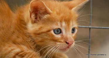 Ну, купите меня, купите —
Я такой хороший и рыжий.
Ну, возьмите — и не любите,
Но внесите к себе под крышу.Я вам буду ловить мышей,
А если отважусь — крыс,
Домовых прогоню взашей,
И приду на ваше «кис-кис».

Я буду вам песни петь,
Согревая ваш ревматизм.
И на свечи ваши смотреть
С подоконника — сверху вниз.

Заберите меня из клетки —
Я во все глаза вам кричу!
И не бойтесь нудной соседки —
Уж ее-то я приручу.

Откупите меня у смерти!
Ну, кого еще вы откупите?!
Вы вздыхаете, будто верите,
Сквозь решетку пальцем голубите…

И уйдете, как все другие.
И не будет тепла и чуда…
О, единственные! Дорогие!
Заберите меня отсюда!!!