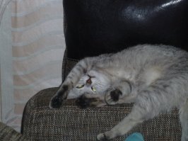 Моя кошка- овен, а я- телец! Так и живём седьмой год- кто кого перебаранит