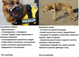 думаю Журка не та самая "самостоятельная и независимая", готовая пожертвовать всем ради десятка собачек. а вы готовы забрать домой псину на фото справа?) а если честно, готовы?))