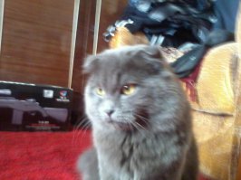 на 18 фото кот - МОЙ! зовут Тимоха. Сынок прикалывался, и в одноклассниках выложил. Я домой прихожу, а котэ еле живой. замотался с лазером в башке!