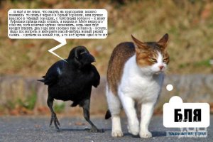 Как сорока спасла кошку и подарила радость семье