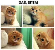 Маленький тхэквондист