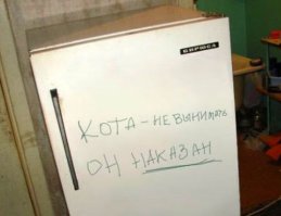  23 кота, которые были наказаны за свое любопытство