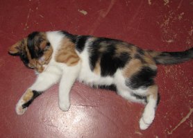 Сейчас у меня в квартире +27. на улице +34.
Кошке жарко. Валяется, бедная, на полу и лапы во все стороны разбросала...