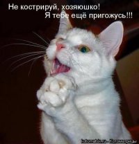 15 котов, которые спрятались от ветеринара 