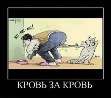 15 котов, которые спрятались от ветеринара 