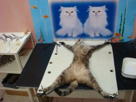 Потому и прячутся