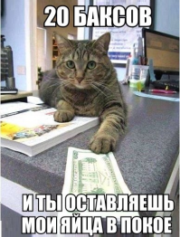 15 котов, которые спрятались от ветеринара 