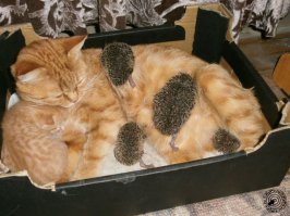 У маленьких ежат пропала мама. Замену маме-ежику быстро нашли с помощью кошки. Теперь кошка Соня воспитывает маленьких ежат.