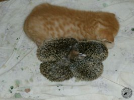 У маленьких ежат пропала мама. Замену маме-ежику быстро нашли с помощью кошки. Теперь кошка Соня воспитывает маленьких ежат.