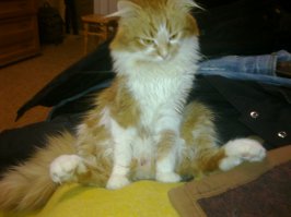 А мой котэ кагбе намекает! Клал я на вас болт!